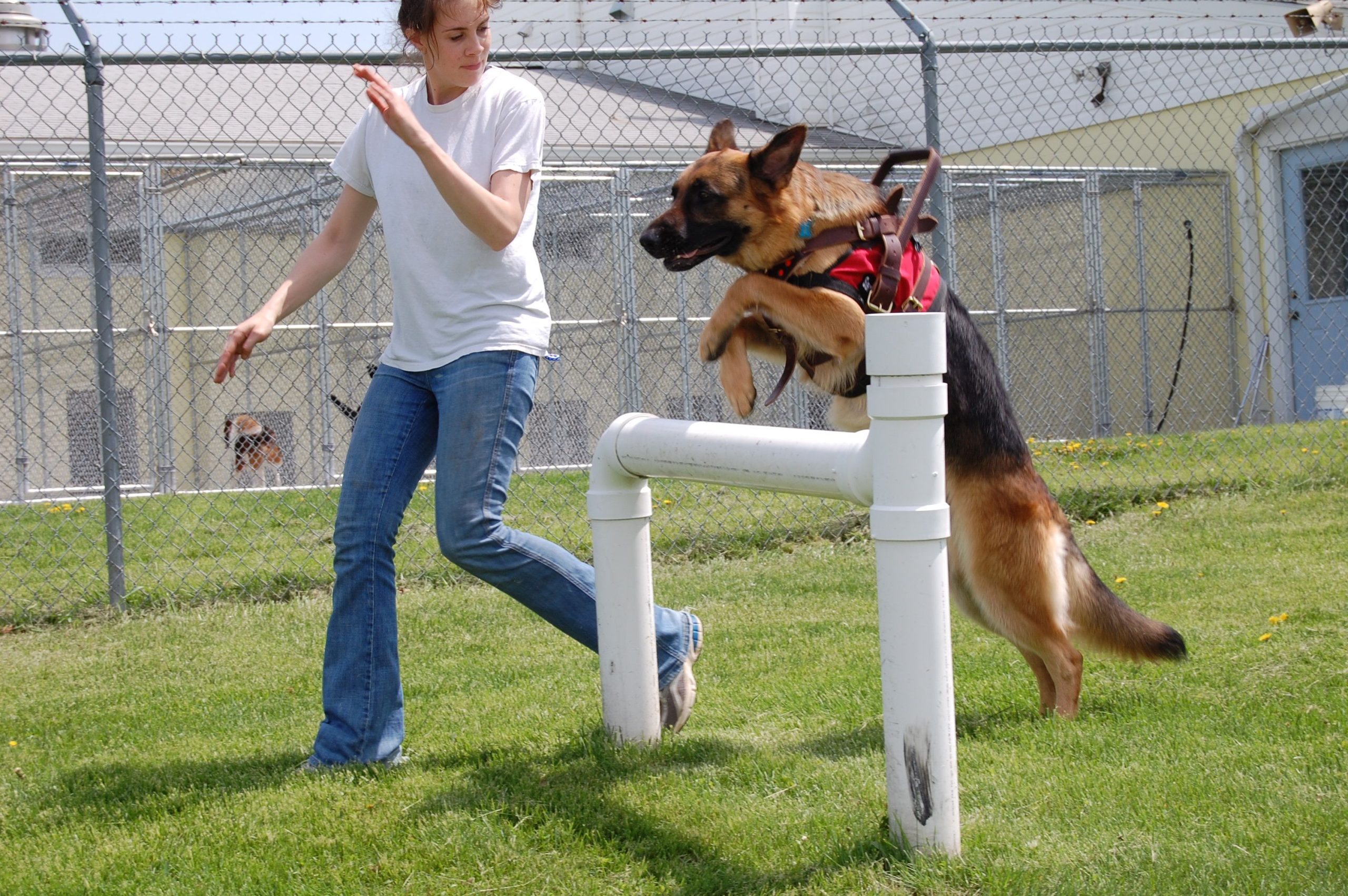 Service Dog Training Program